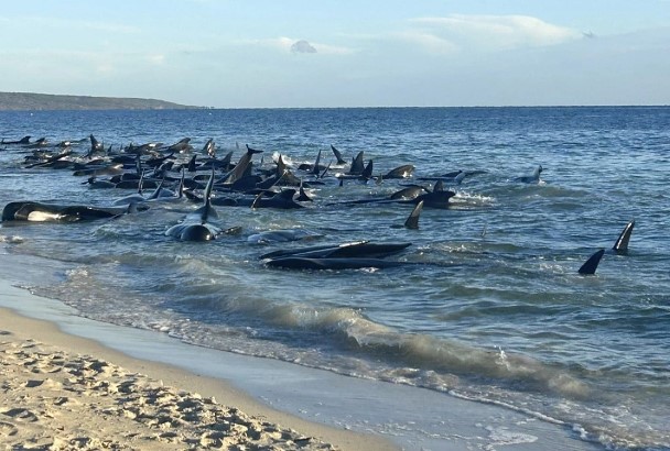 Na zapadu Australije nasukalo se 160 kitova, u toku spasavanje