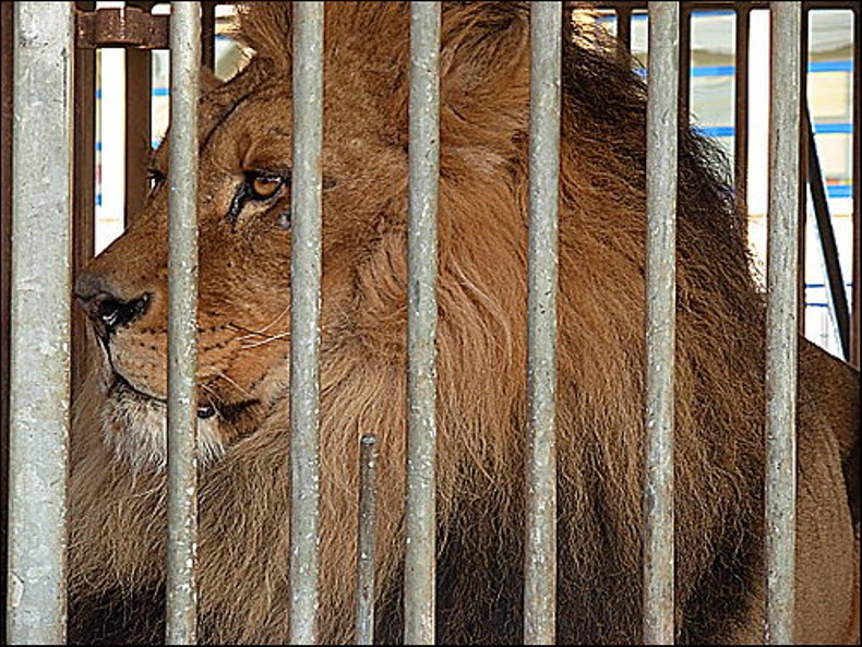 KiM: Pokušao da prošvercuje lava iz Albanije