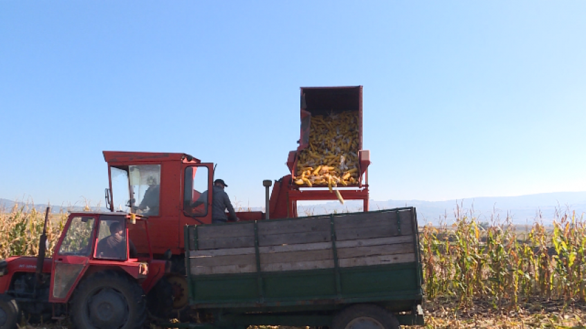 Dobar rod kukuruza u Kosovskom Pomoravlju
