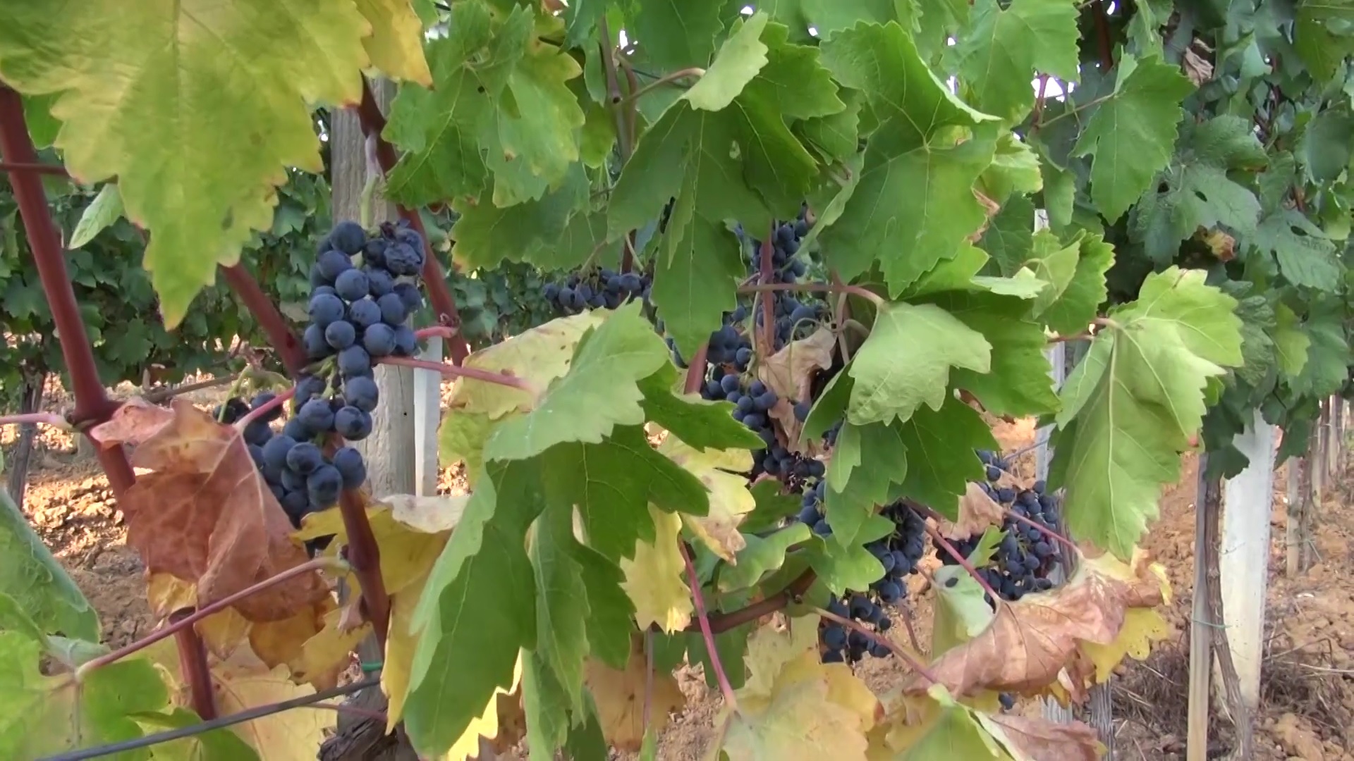 Lakićevići oživljavaju vinogradarstvo u Leposaviću, a međunarodne nagrade potvrđuju kvalitet