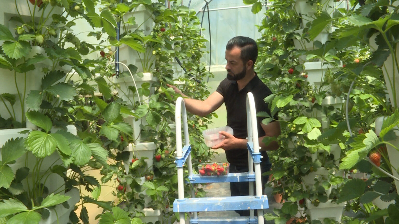 Uzgoj jagode u Kosovskom Pomoravlju