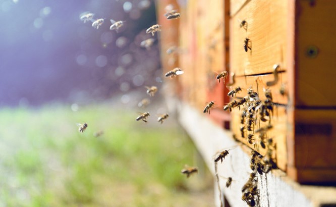 Tanasković: Pčelarima od sledeće godine subvencije od 1.000 dinara po košnici