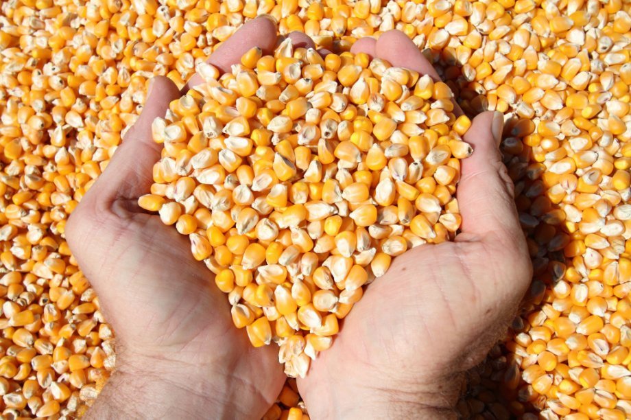 Postignut načelni dogovor o kvotama za izvoz pšenice, kukuruza i ulja