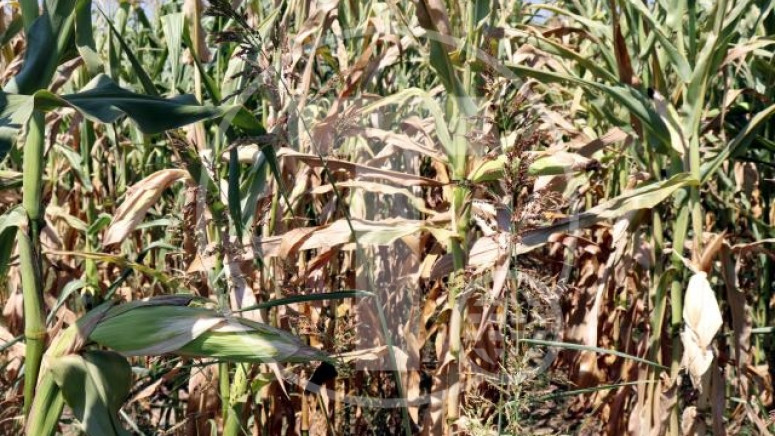Gračanica: Žetva kukuruza u toku, prinosi nešto slabiji u odnosu na prošlu godinu