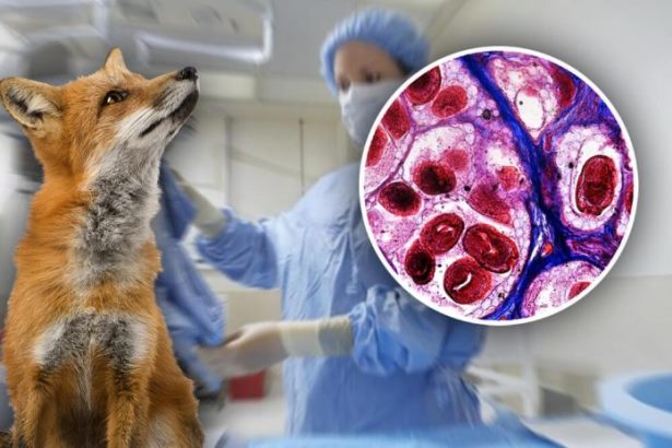 U Sremu potvrđen novi slučaj zaraze parazitom lisice, preti i besnilo