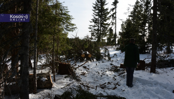 Bespravnom sečom šuma Mokra Gora uništena za narednih sto godina