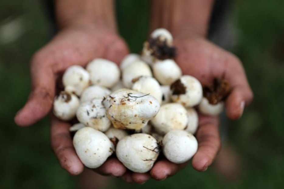Broj hospitalizovanih zbog trovanja gljivama sa šabačke pijace porastao na deset