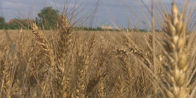 Očekuje se loš prinos pšenice