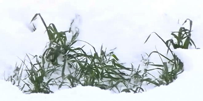 Pšenica pod snežnim pokrivačem lakše podnosi mraz