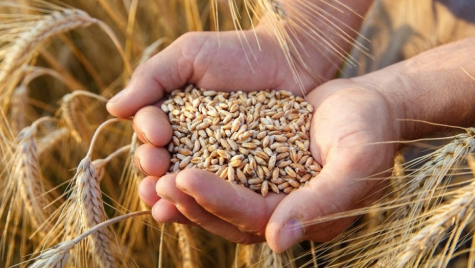 Cena pšenice na berzi porasla a cene ostalih žitarica nastavile da padaju