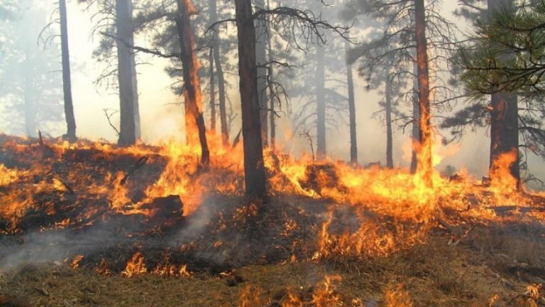 Veliki šumski požar na grčkom ostrvu Eubeji
