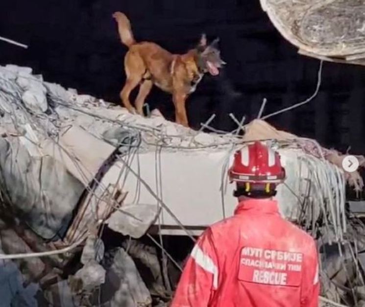 Srpski pas heroj: Zigi nanjušio živu osobu pod ruševinama u Turskoj